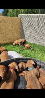 Bayerische Gebirgsschweißhunde Welpen