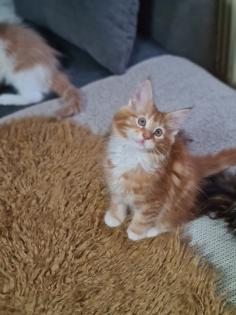 Maine Coon Kitten Stammbaum/ alte Linie