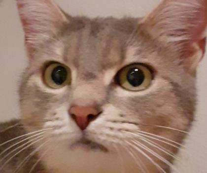 Blue sucht dringend ein Zuhause aus dem Tierschutz / gechipt geimpft kastriert