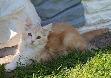 Liebevolle Maine coon mit Stammbaum
