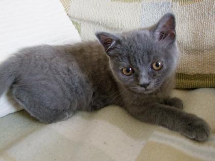 Süße kleine Katzenbabys / Kätzchen / Kitten