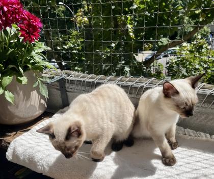 Mekong bobtail baby s suchen liebevolle Zuhause