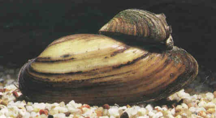 Fa. Fördefisch bietet Teichmuscheln- Teichmuscheln - Gegen Algen im Gartenteich