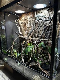 0 5 Jahre altes Jemenchamäleon mit Terrarium zu verkaufen