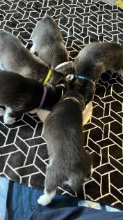 Sibirien Husky Welpen