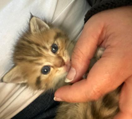 BKH Kitten 13 Wochen
