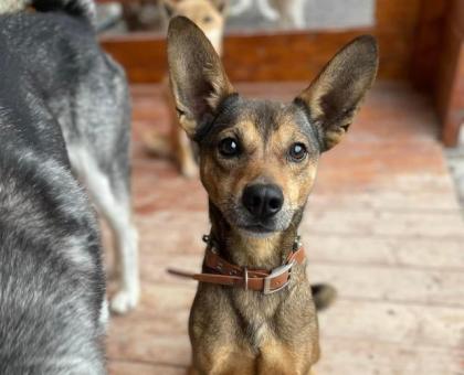 Lucky - unsicher verträglich