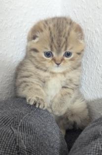 Bkh kitten braun 3 Monate