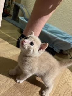 BKH-EKH Kater Kitten Kätzchen