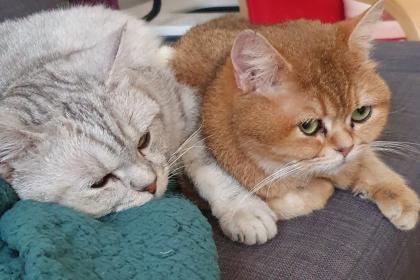 BKH Kitten 13 Wochen