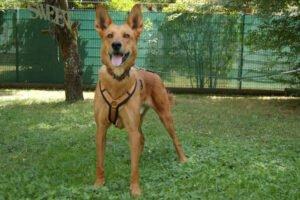RED TEDDY - männlich 7 Jahre 69 cm 32. 7 kg Mix Gechipt Kastriert