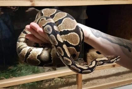 Königspython python regius