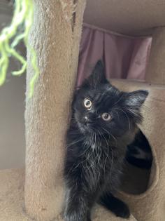 2 Baby BKH-Mix Kitten bereit für Abgabe