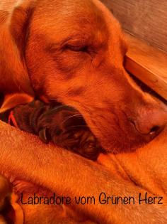 Labrador Welpen mit Ahnentafel- Genehmigte Zuchtstätte