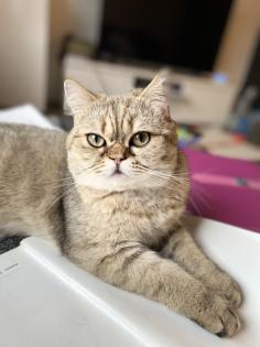 Perser mix Kater Lui