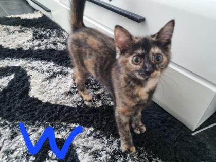 1 Bkh mix Katze mit 5 Kitten