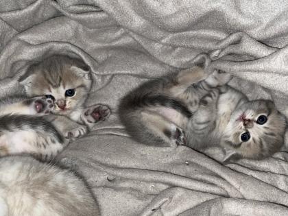Britisch Kurzhaar Kitten