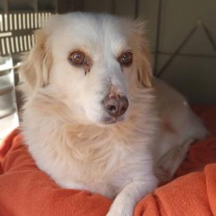 Suki / Status sucht ein Zuhause