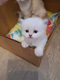 Kitten mit himmelblau Augen