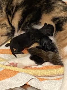 Trines Kitten suchen ein zu Hause