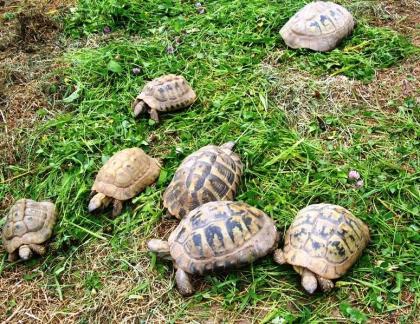 Griechische Landschildkröten Thb. un Thh. kleinbleibende Unterart aus dem westlichen Mittelmeerr