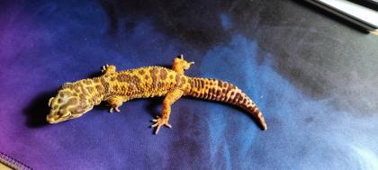 Gecko Männchen in gute Hände abzugeben
