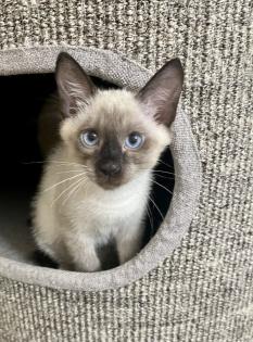 Schöne Babys Mekong bobtail