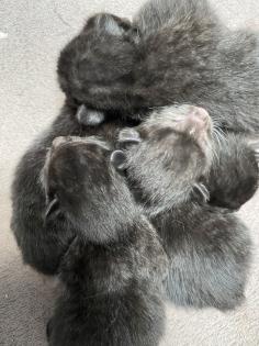Trines Kitten suchen ein zu Hause