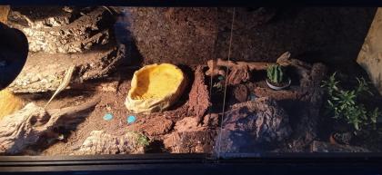 4. 0 Maskenleguane / Terrarium mit Zubehör