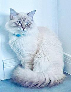 Neva Masquarade Deckkater