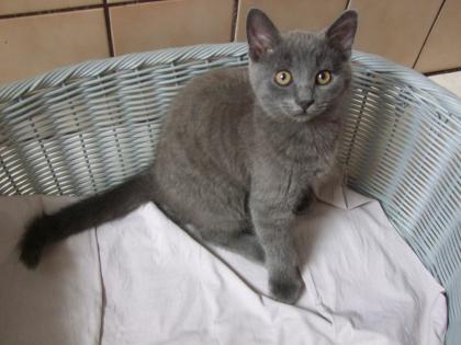 Zwei kleine Kätzchen / Kitten abzugeben
