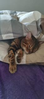 Simba sucht dringend ein Zuhause aus dem Tierschutz / gechipt geimpft kastriert