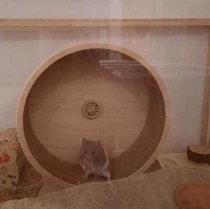 Hamster Männchen