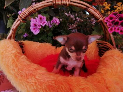 Süße Chihuahua-Welpen