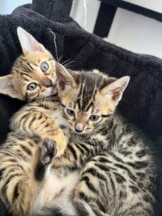 Bengal Jungen zu Verkaufen