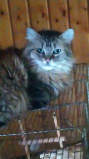 Katzen sucht neues Zuhause