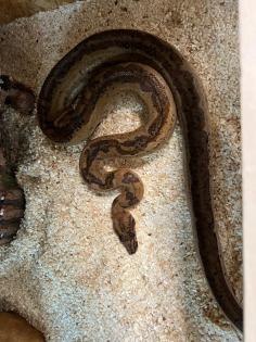 1. 0 Boa Constrictor Hypo Leopard - 2020
