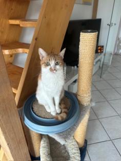 Maja wünscht sich ein liebevolles Zuhause