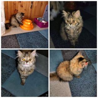 Reinrassige Perserkitten mit Nase