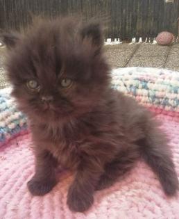 Perserkitten Perserbabys