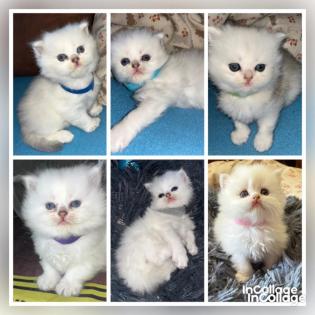 BLH Kitten ab dem 07. 07