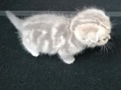 British Kurzhaar Kitten Blue Golden Tabby