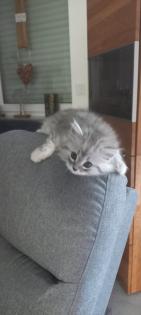 BKH Kitten ab 01. 07 2023