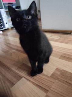 Kitten Kätzchen Babykatze Katzenbaby EKH