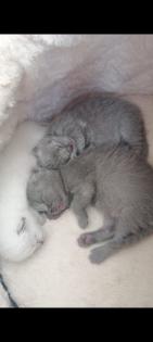 Bkh kittchen ab 12 Woche Abgabe bereit