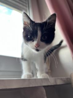 2 Baby BKH-Mix Kitten bereit für Abgabe