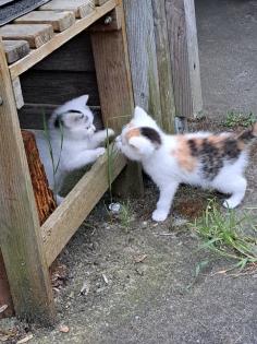 Süsse Katzenkitten Suchen neuen Dosenöffner