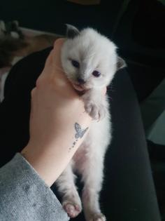 Ragdoll/Heilige Birma Kitten