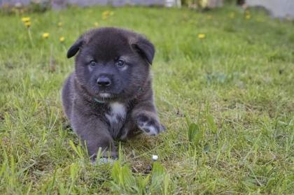 Akita x Akita-Schäferhund Welpen suchen ein neues Zuhause