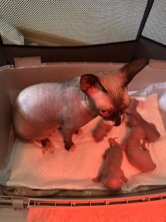 Sphinx kitten zu verkaufen